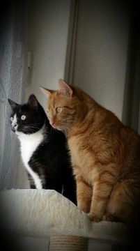 Hotel for Cats
