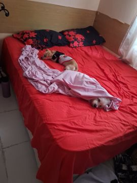 Hospedaje de perros