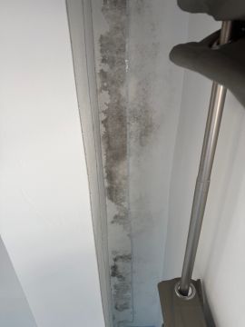 Experto en eliminación de moho