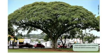 Tree and Shrub Worker