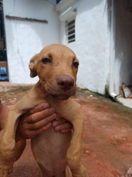 Hospedaje y guarderías de mascotas