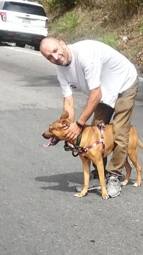 Hospedaje de perros