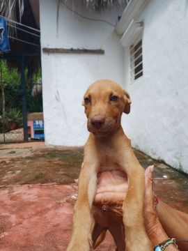Guardería para perros - Mascotas