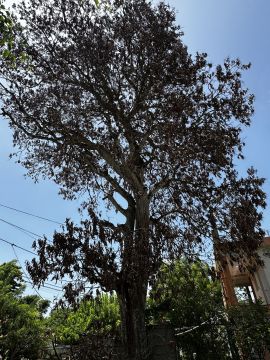 Tree Trimmer