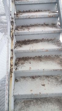 Reparador de escaleras - Hogar