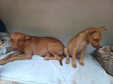 Guardería para perros