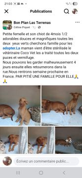 Guardería para perros