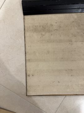 Mold Removal Expert