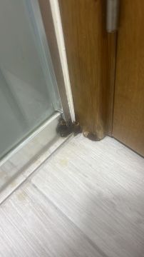 Mold Removal Expert