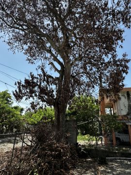 Tree Trimmer - Home Improvements