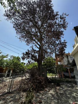 Tree Trimming and Maintenance