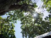 Tree Trimmer - Home Improvements