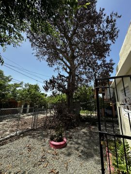 Tree Trimming and Maintenance - Lawncare