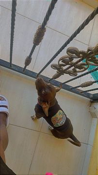 Dog Daycare
