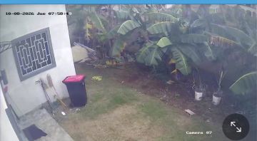  Jardinero para cortar y podar el césped