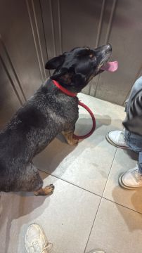 Hospedaje de perros