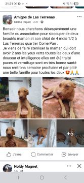 Guardería para perros