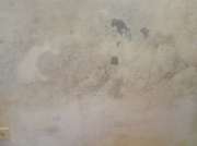 Mold Removal Expert