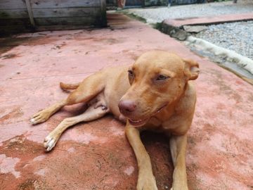 Guardería para perros