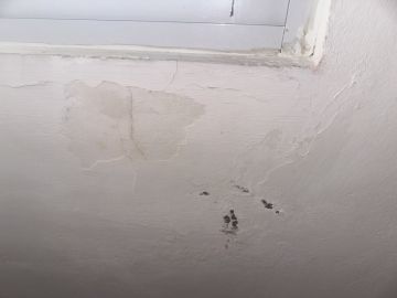 Mold Removal Expert - Domestic Services