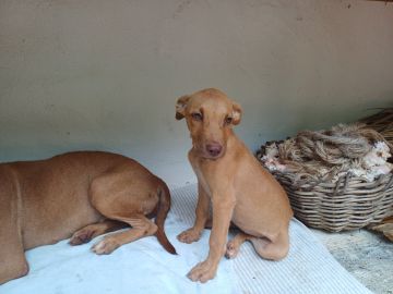 Guardería para perros - Hospedaje y guarderías de mascotas