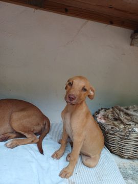 Hospedaje y guarderías de mascotas - Mascotas