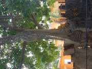Tree Trimmer