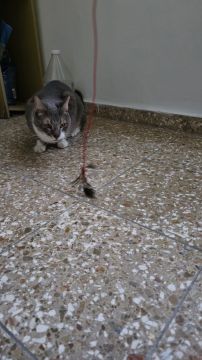 Hospedaje de gatos