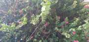 Tree Trimming and Maintenance