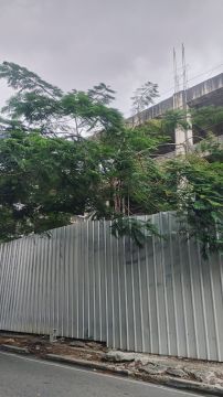 Tree Trimming and Maintenance
