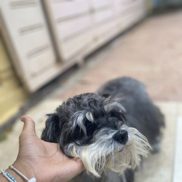 Rosa Angela Adames Rosado - Santo Domingo Este - Cat Sitting