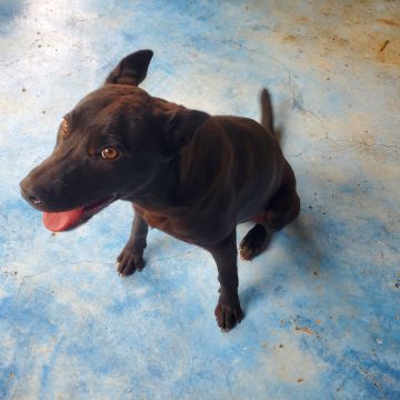 Hospedaje de perros