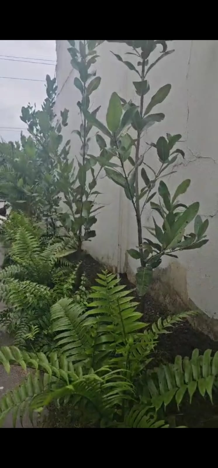 JarDina - Santo Domingo de Guzmán - Siembra