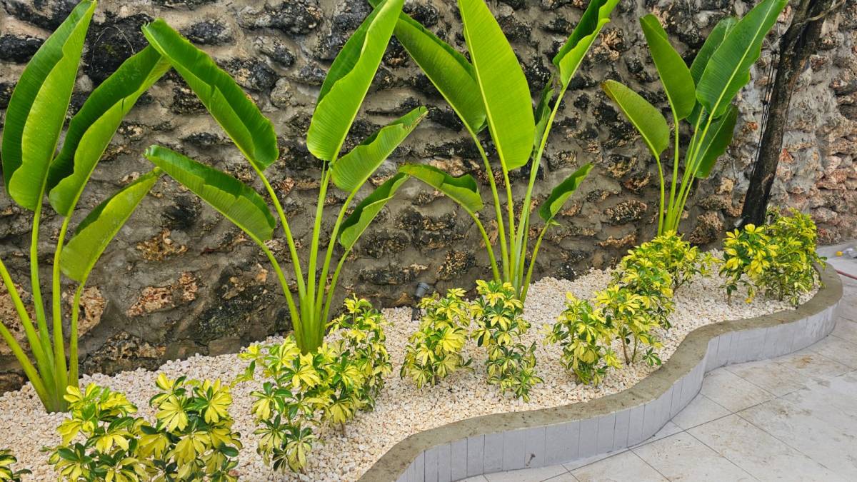 JarDina - Santo Domingo de Guzmán - Poda y mantenimiento de árboles