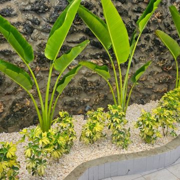 JarDina - Santo Domingo de Guzmán - Poda y mantenimiento de árboles