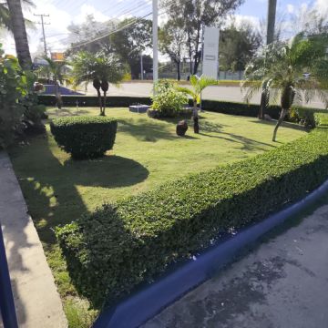 Garden clean Fernando Brito SRL - Baní - Siembra