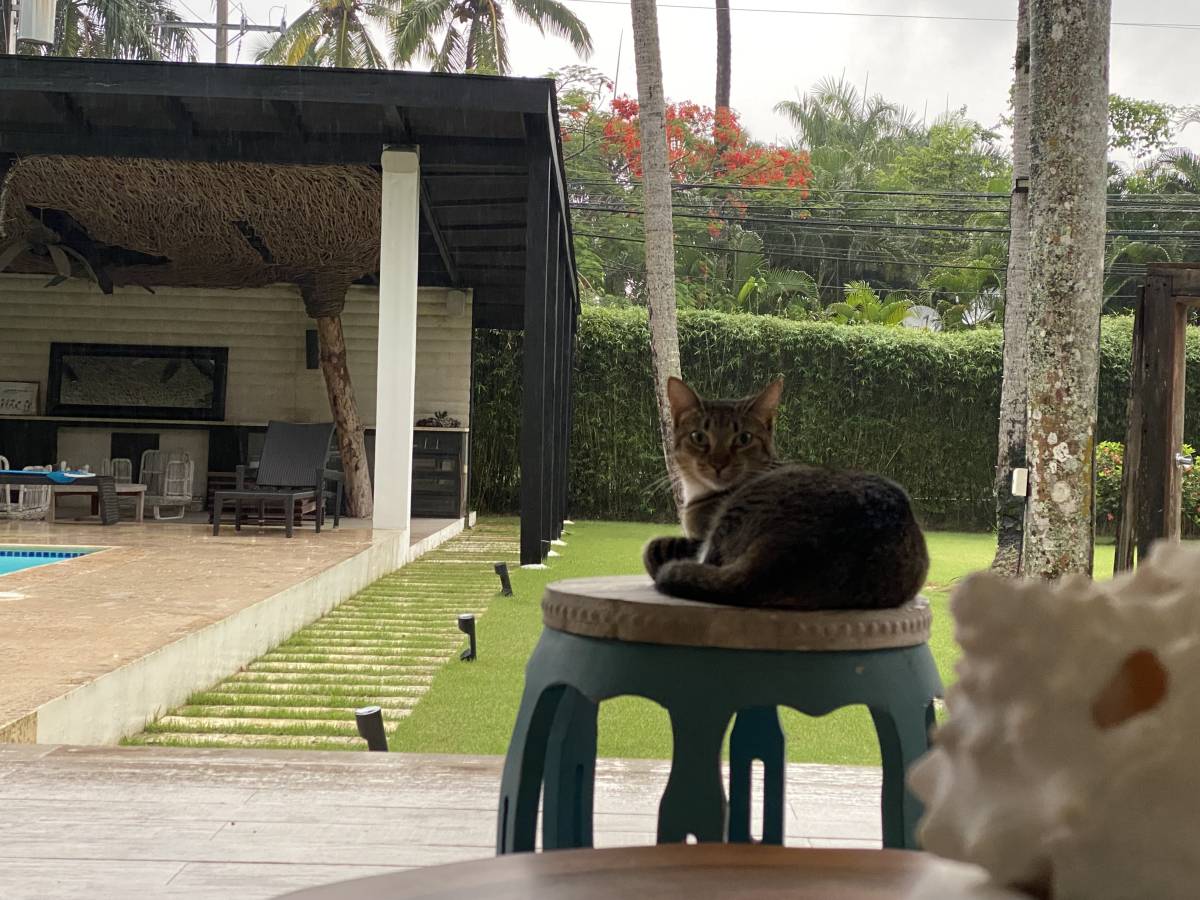 Aileen joana Hölzl concepción - Santo Domingo de Guzmán - Cuidados y paseos de mascotas