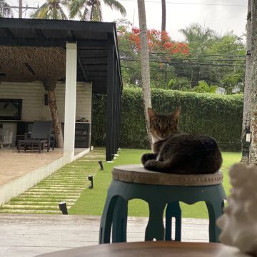 Aileen joana Hölzl concepción - Santo Domingo de Guzmán - Cuidados y paseos de mascotas