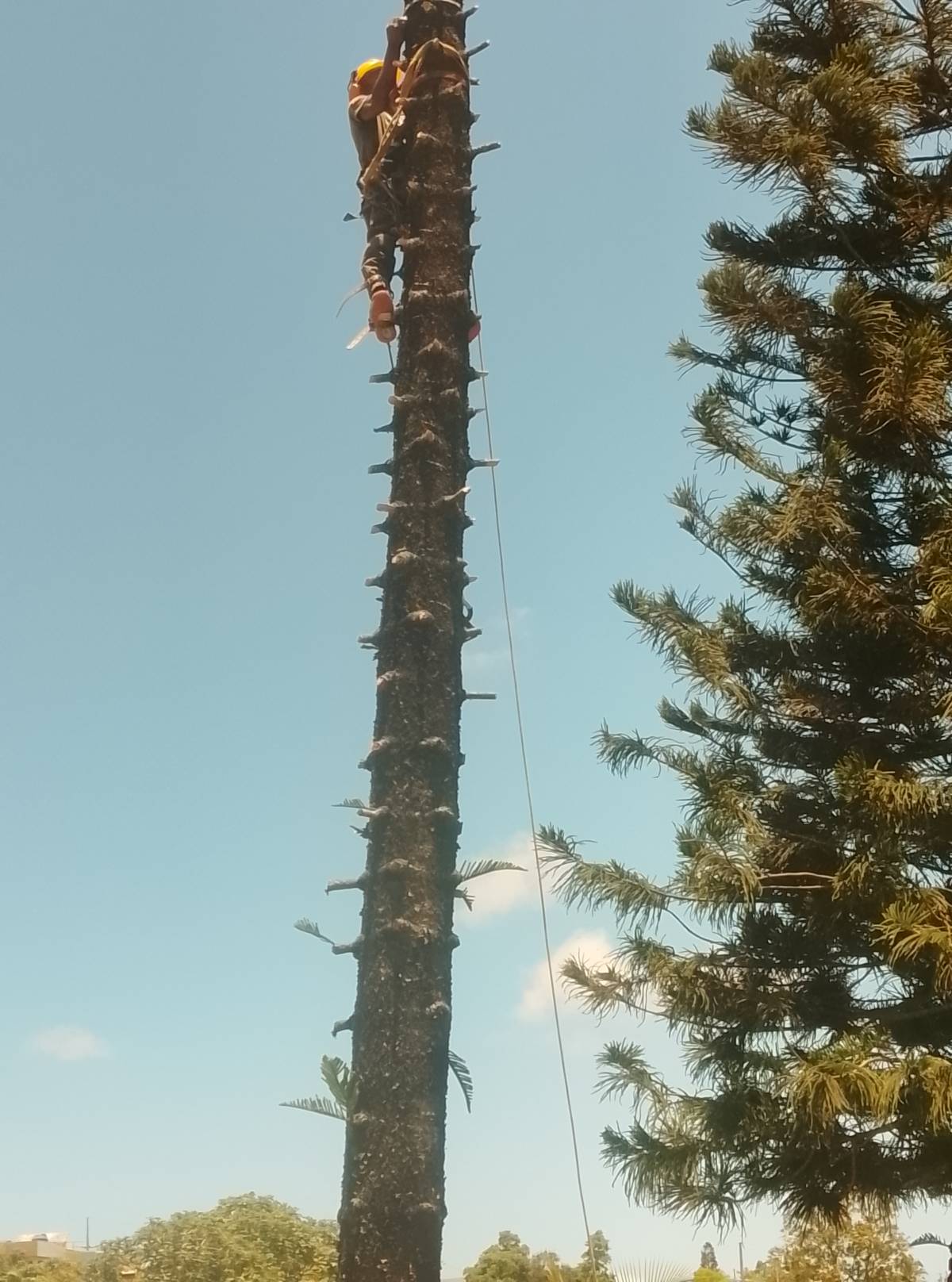 Poda y tala de árboles A.G.A - Santo Domingo Oeste - Tree Trimming and Maintenance