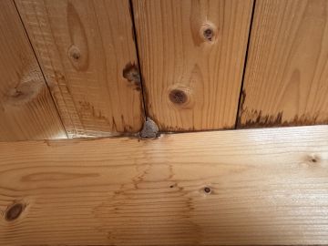 Experto en eliminación de moho