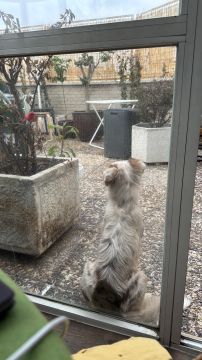 Pet Door Installer