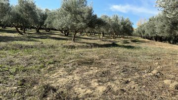 Drip Irrigation System Installer