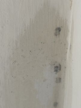 Mold Removal Expert