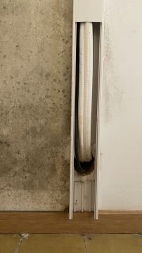 Experto en eliminación de moho - Servicios Domésticos