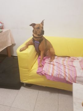 Pet Boarding and Daycare