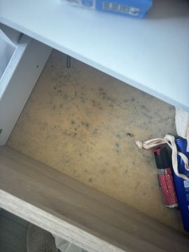 Mold Inspection and Removal - Cleaning