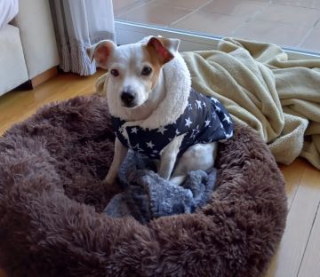 Dog Hotel