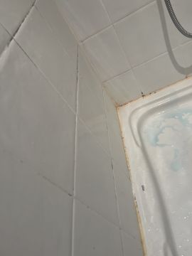 Mold Removal Expert