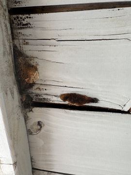 Experto en eliminación de moho - Servicios Domésticos