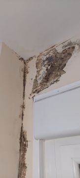 Inspección y eliminación de moho